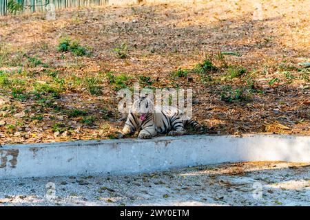 Un tiger blanc qui est assis près d'une lande sèche, dans l'enceinte du tigre du parc zoologique national de Delhi, également connu sous le nom de zoo de Delhi. Banque D'Images