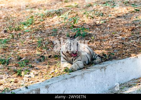 Un tiger blanc qui est assis près d'une lande sèche, dans l'enceinte du tigre du parc zoologique national de Delhi, également connu sous le nom de zoo de Delhi. Banque D'Images