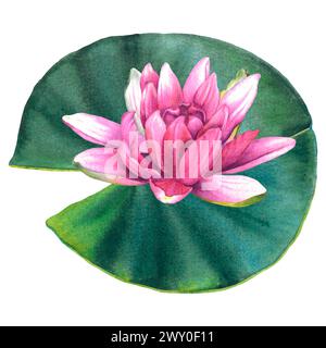 Feuille verte luxuriante avec nénuphar rose. Illustration d'aquarelle dessinée à la main de la plante sur fond isolé. Dessin de verdure de lotus pour logo. Banque D'Images