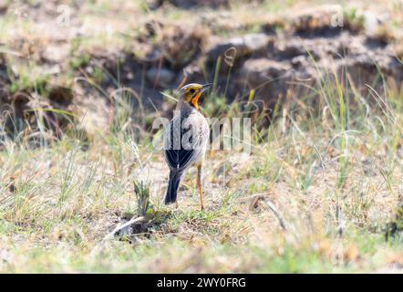 Une griffe à gorge orange, Macronyx capensis, perchée sur le sol dans de l'herbe verte. Banque D'Images