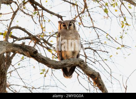 Une chouette aigle de Verreauxs, Ketupa lactea, avec des paupières roses distinctives, est perchée sur une branche d'arbre en Afrique du Sud. Banque D'Images