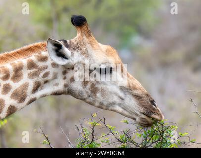 Une girafe d'Afrique australe se tient haute à côté d'un arbre, utilisant son long cou pour atteindre les feuilles et se nourrir. La langue des girafes s'enroule autour du lea Banque D'Images