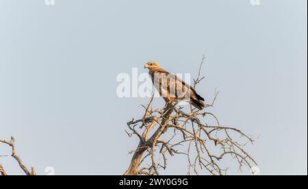 Un grand aigle Tawny, Aquila rapax, est perché au sommet d'un arbre sec en Afrique du Sud. Banque D'Images