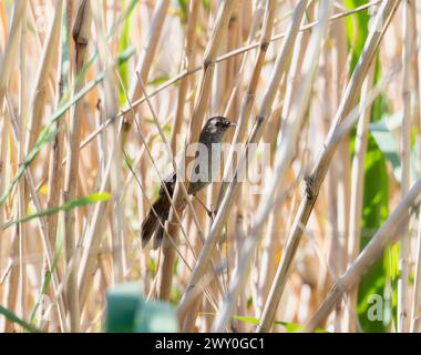 Une petite parulle de ruche Bradypterus baboecala, est perchée au sommet d'un champ d'herbe sèche en Afrique du Sud. Banque D'Images