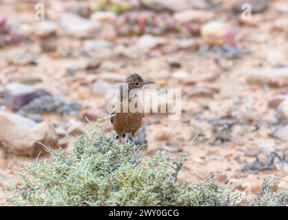 Chersomanes albofasciata, un albofasciata, perché sur une plante dans un champ de terre en Afrique du Sud. Le plumage des oiseaux se marie bien avec l'environnement Banque D'Images