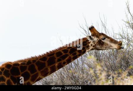Une girafe d'Afrique australe est haute à côté d'une forêt dense d'arbres en Afrique du Sud. Le long cou des girafes atteint les feuilles tandis que les arbres se forment Banque D'Images