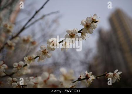 floraison de prunes au printemps, gros plan de fleurs blanches Banque D'Images