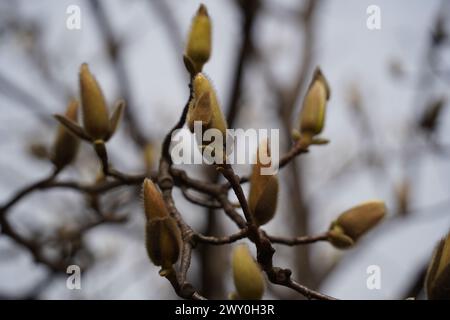 Branche d'arbre Magnolia avec de jeunes bourgeons au printemps. Gros plan. Banque D'Images