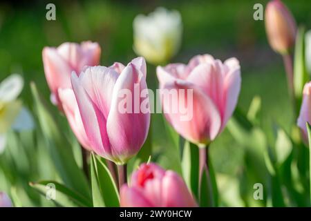 Belles fleurs de tulipe roses sur fond de jardin vert Banque D'Images