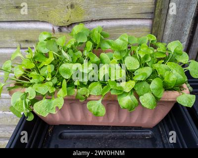 Les mineurs laitue, Claytonia perfoliata, poussant dans un récipient en plastique Banque D'Images