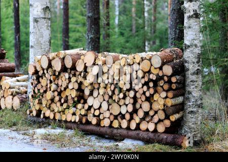 Bois de chauffage scié soigneusement empilé entre deux bouleaux un jour de début de printemps. Banque D'Images