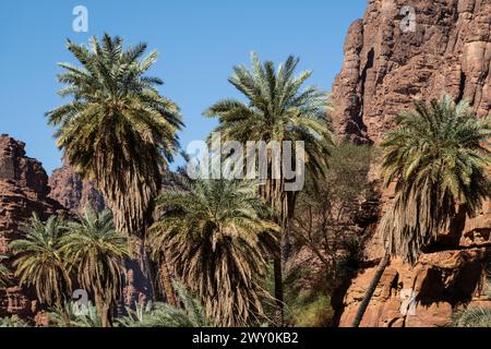 Wadi Al Disah, un célèbre canyon et oasis près de Tabuk en Arabie Saoudite au moyen-Orient Banque D'Images