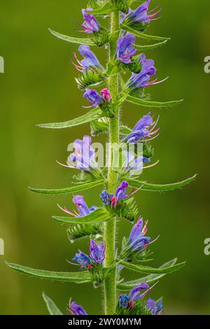 Echium vulgare, connu sous le nom de bugloss de vipère et blueweed Banque D'Images