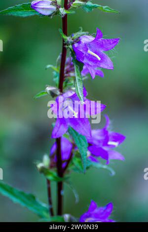 Fleur de Campanula trachelium Banque D'Images