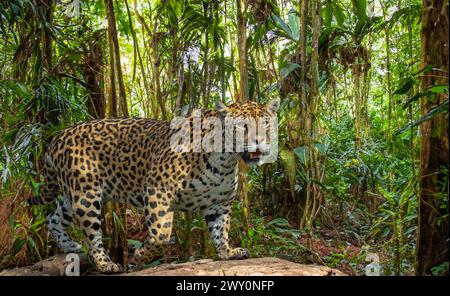 Gros plan d'un Jaguar (Panthera ONCA), mâle adulte. Vit au Mexique, en Amérique centrale, dans la moitié nord de l'Amérique du Sud, au Brésil. Banque D'Images