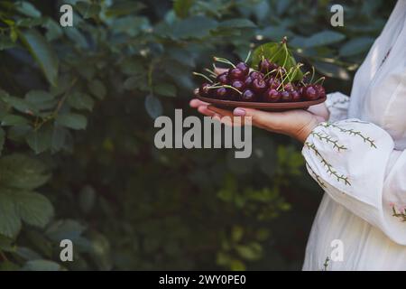 Womans tient la sélection de cerises rouges mûres dans le jardin. Vie biologique, nourriture naturelle et beauté des moments de tous les jours Banque D'Images