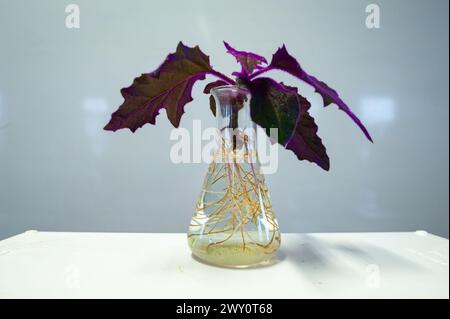 Une coupe d'une plante de Gynura à feuilles violettes dans une bouteille d'eau a pris racine. Banque D'Images