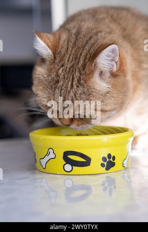 Un beau chat adulte rayé domestique mange dans un bol à côté d'une plante d'intérieur Banque D'Images