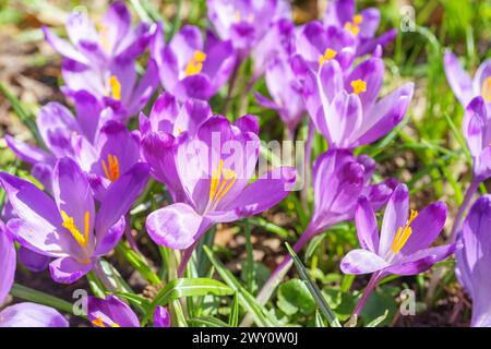 Beaux crocus de printemps violets dans le jardin en journée ensoleillée. Fond de printemps floral avec des fleurs de crocus sauvages sur la prairie. Printemps, nature. Sélectiv Banque D'Images