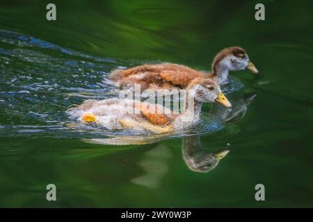 Oie égyptienne (Alopochen aegyptiaca) oisons, bébés oiseaux aquatiques mignons nagent dans l'étang, Angleterre, Royaume-Uni Banque D'Images