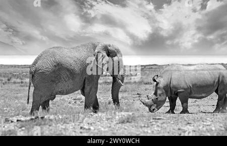 Ghost Elephant et White Rhino mett sur les plaines africaines - en noir et blanc Banque D'Images