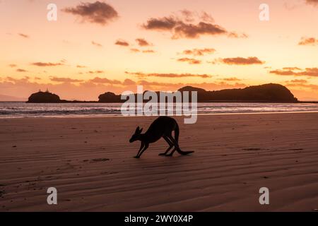 Kangourous sur la plage au lever du soleil, Cape Hillsborough, Australie Banque D'Images