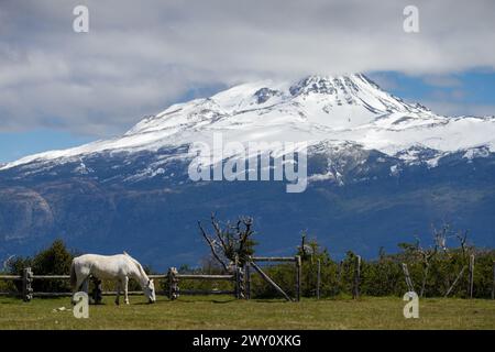 Un cheval pèle dans un champ au-dessous de Paine Grande dans le parc national de Torres del Paine, province de Última Esperanza, Chili. Banque D'Images