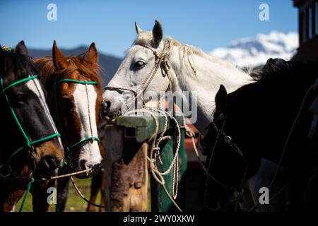 Un groupe de chevaux attachés à un poteau attend d'être montés dans le parc national de Torres del Paine, province de Última Esperanza, Chili. Banque D'Images