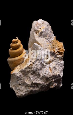 Fossile de Turritella sur fond noir Banque D'Images