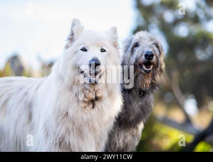 Gros plan d'un Samoyed et d'un chien de chasse écossais dans un parc Banque D'Images