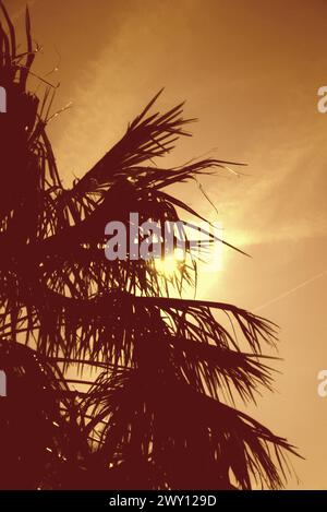 Ciel ensoleillé du soir et silhouette de palmier à Miami, Floride, États-Unis Banque D'Images