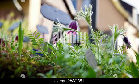 Fleur de pasque -pulsatilla - dans un jardin au printemps. Banque D'Images