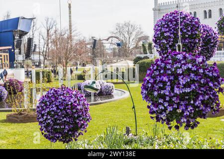 Fond de belles fleurs de violettes bleues dans le parc. Banque D'Images