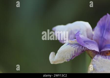 Vue rapprochée de l'iris violet et blanc Banque D'Images
