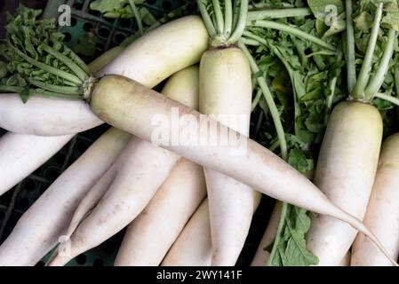 Daikon ou radis blanc Banque D'Images