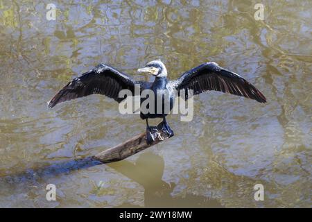 Un cormoran (Phalacrocorax) se perche sur un bâton dans un étang pour sécher ses ailes déployées, Londres, Royaume-Uni Banque D'Images