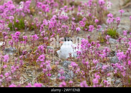 Sterne commune se trouve sur un nid parmi les fleurs roses de près Banque D'Images