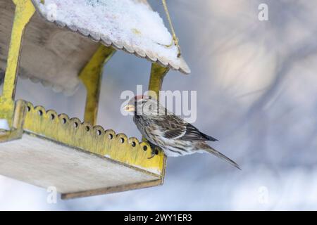 Oiseau rouge mâle assis sur une mangeoire d'oiseaux en hiver Banque D'Images