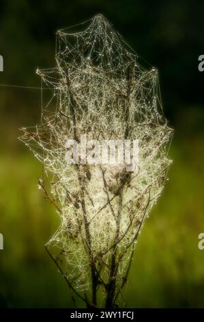 toile d'araignée humide dans la rosée dans un champ Banque D'Images