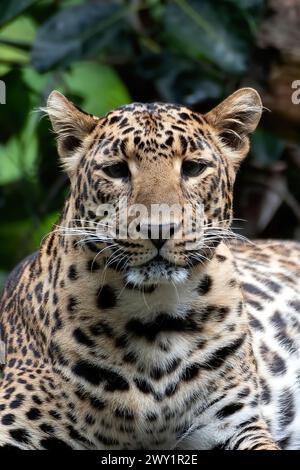 Gros plan photo d'un léopard javan Banque D'Images