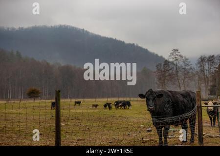 Bétail Angus dans un pâturage clôturé en Virginie rurale près de Stokesville. Banque D'Images