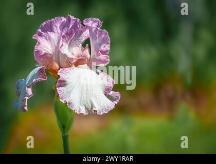 Iris rose mou et blanc en fleurs, Laking Garden, Burlington, Ontario Banque D'Images