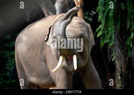 Les éléphants de Sumatra dans leur environnement Banque D'Images