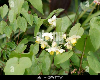 Barrenwort, Epimedium x versicolor 'Sulphureum', kénsárga tündérvirág Banque D'Images