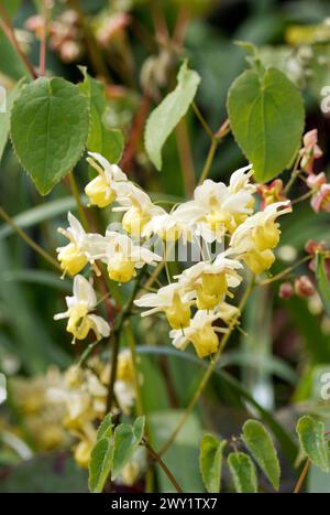 Barrenwort, Epimedium x versicolor 'Sulphureum', kénsárga tündérvirág Banque D'Images