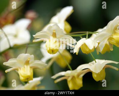 Barrenwort, Epimedium x versicolor 'Sulphureum', kénsárga tündérvirág Banque D'Images