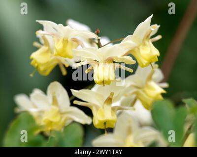 Barrenwort, Epimedium x versicolor 'Sulphureum', kénsárga tündérvirág Banque D'Images