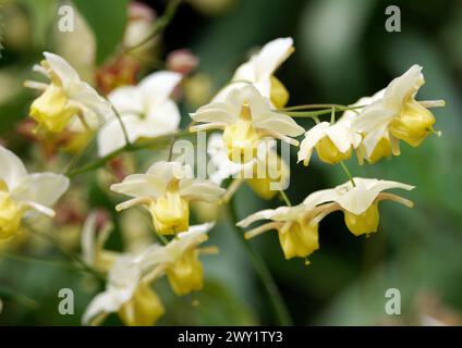 Barrenwort, Epimedium x versicolor 'Sulphureum', kénsárga tündérvirág Banque D'Images