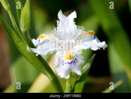 Iris frangé, shaga, fleur de papillon, Iris du Japon, Iris japonica, rojtos irisz, Hongrie, Magyarország, Europe Banque D'Images