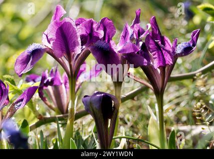 Iris pygmée, iris nain, Zwerg-Schwertlilie, Iris nain, Iris pumila, apró nőszirom, Hongrie, Magyarország, Europe Banque D'Images